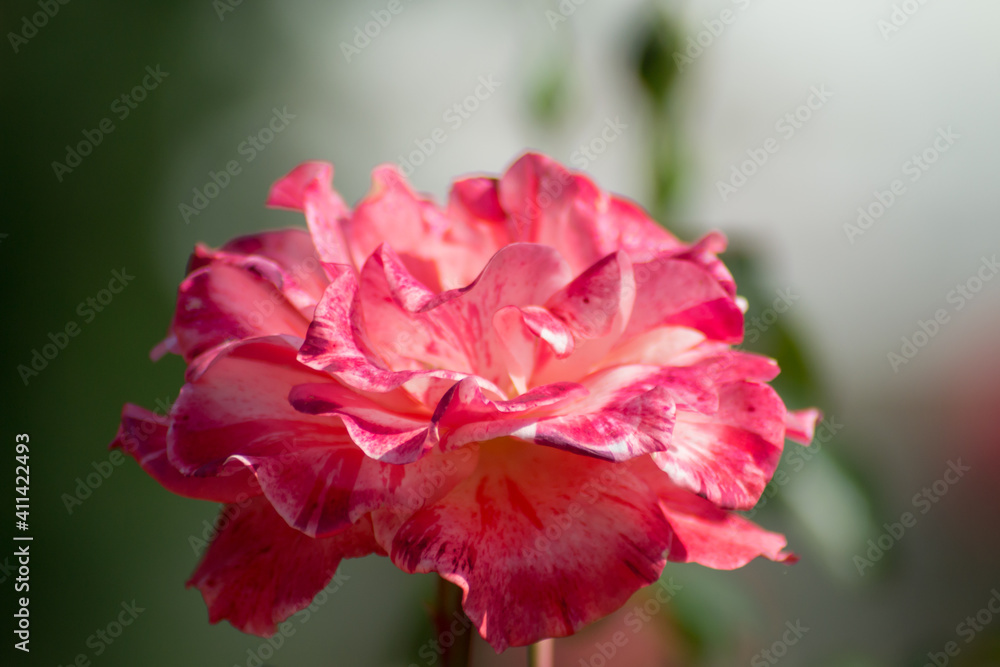 Bright beautiful pink rose in the garden, green leaves, nature outdoors, close-up of petals Bright beautiful pink rose in the garden, green leaves, nature outdoors, close-up of petals