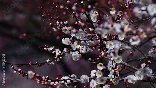 blossoms in spring