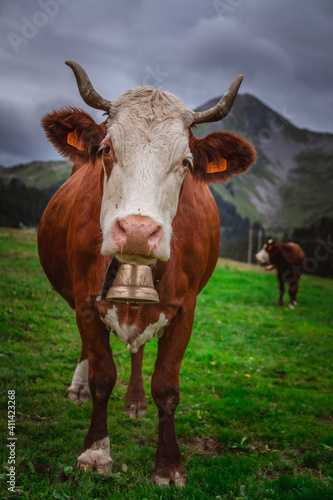 Vache dans le Chablais