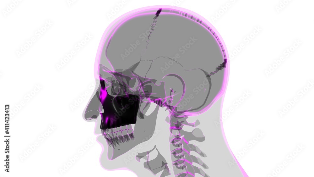 Human Skeleton Skull Maxillal Bone Anatomy For Medical Concept Human Skeleton Skull Maxillal Bone Anatomy For Medical Concept