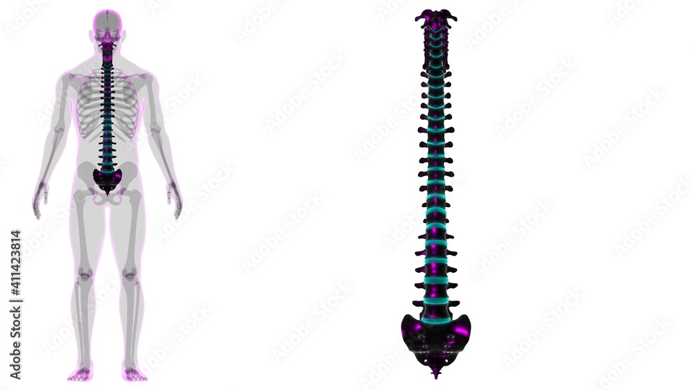 Human Skeleton Vertebral Column Vertebrae Anatomy Human Skeleton Vertebral Column Vertebrae Anatomy