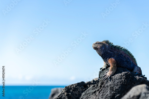 The marine iguana (Amblyrhynchus cristatus) resting and sunning to warm up before foraging algae in the sea. San Cristobal Island of Galapagos.