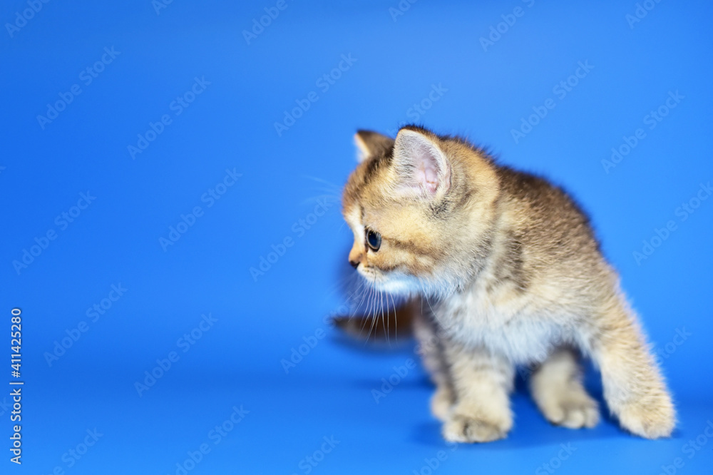 Small kitten of the British chinchilla breed on blue background. Little cat. The cat (Felis catus) is domestic species of small carnivorous mammal. Domesticated species in family Felidae domestic cats Small kitten of the British chinchilla breed on blue background. Little cat. The cat (Felis catus) is domestic species of small carnivorous mammal. Domesticated species in family Felidae domestic cats