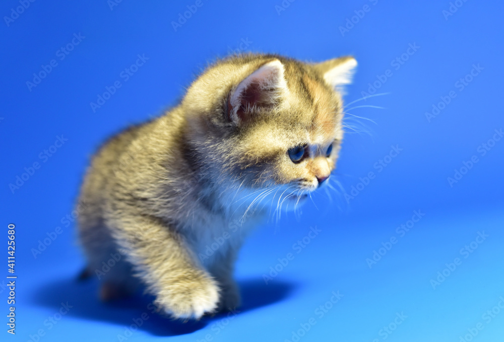 Small kitten of the British chinchilla breed on blue background. Little cat. The cat (Felis catus) is domestic species of small carnivorous mammal. Domesticated species in family Felidae domestic cats