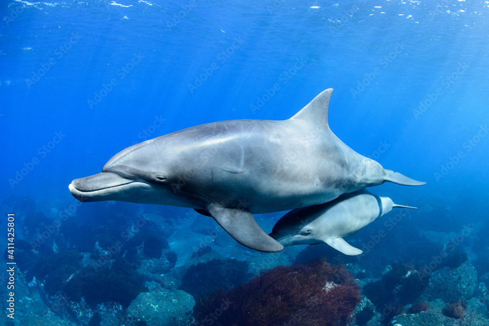 Fototapeta premium 恥ずかしがり屋な赤ちゃんイルカ