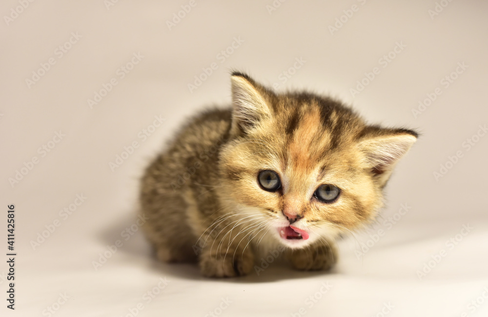 Small kitten of the British chinchilla breed on white background. Little baby cat lick. Babycat with with open mouth sticking out tongue licks. Family cats and domestic kittens concept