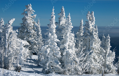 Snowy forest on the mountain on a sunny clear day