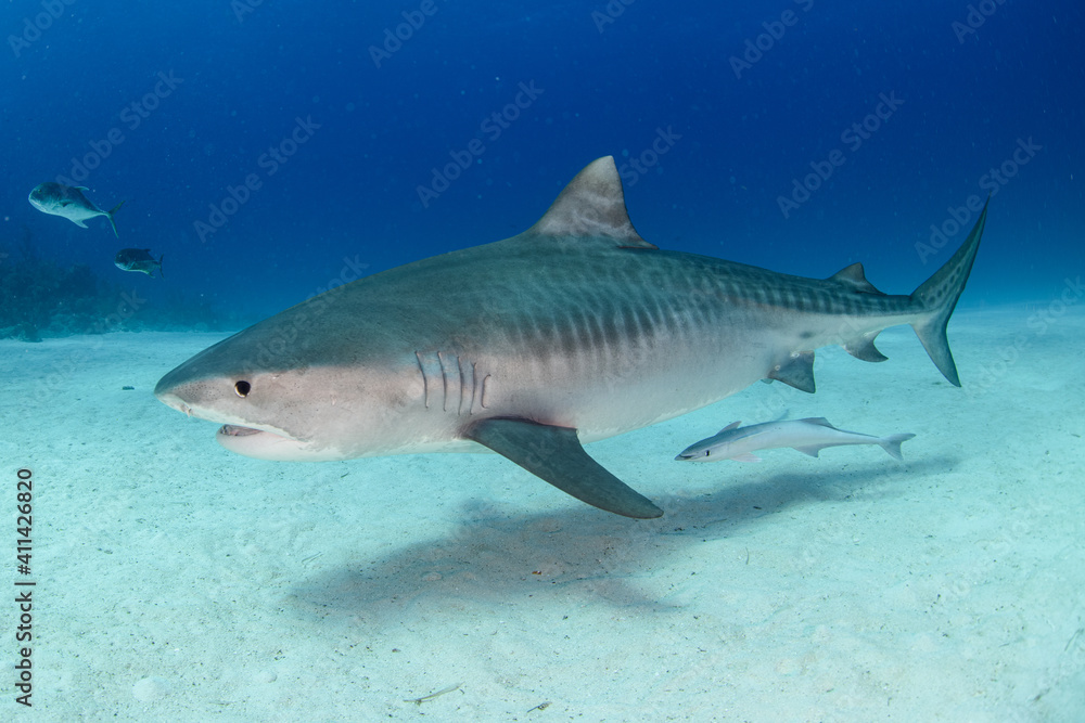 Fototapeta premium タイガーシャークにつくコバンザメ