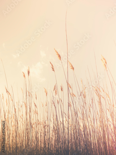 Retro Style Brown Common Reed Plants with Flowers on Soft Yellow Background
