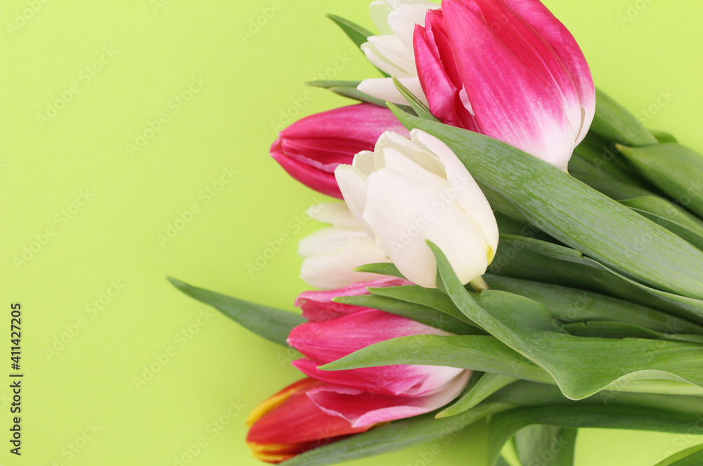 Light green background with pink and and white tulips. Flowers for Women's Day, March 8 Light green background with pink and and white tulips. Flowers for Women's Day, March 8