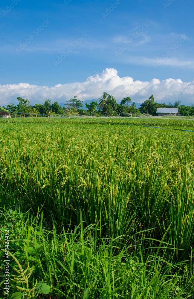 Asian agriculture paddy field