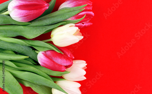 Fototapeta Naklejka Na Ścianę i Meble -  Bright red background with multicolored tulips