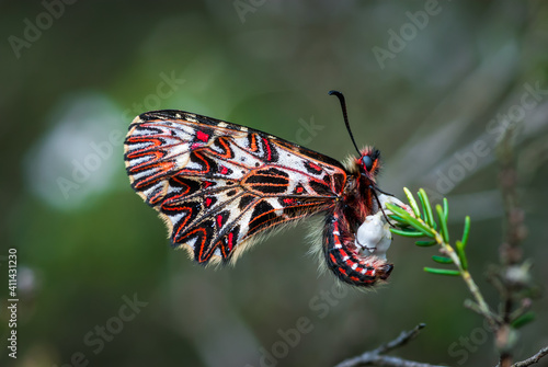 Zerynhtia polyxena - southern festoon photo