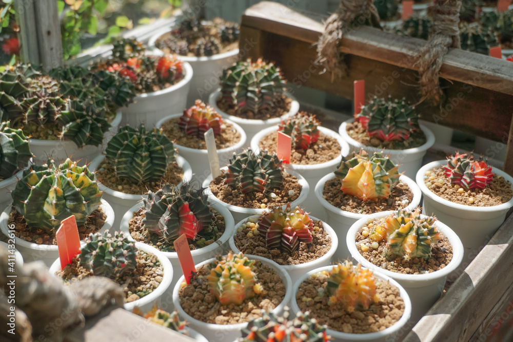 Group of cactus pot beside window