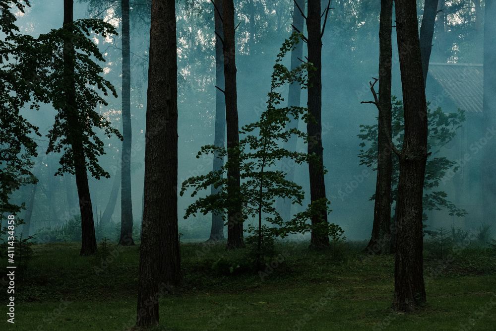 Obraz premium Fog in the forest at the recreation center