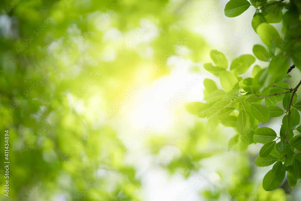 Nature of green leaf in garden at summer. Natural green leaves plants using as spring background cover page greenery environment ecology wallpaper