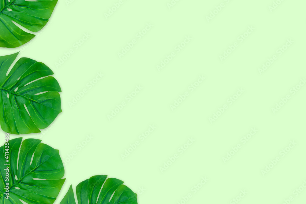 Monstera leaves summer on green background. Copy space concept and top view