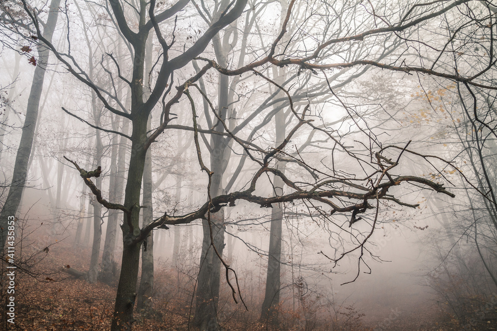 Foggy, creepy autumn forest. Dead tree branches in a fog. Foggy, creepy autumn forest. Dead tree branches in a fog.