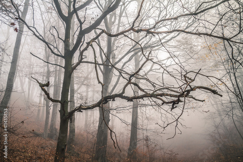Foggy, creepy autumn forest. Dead tree branches in a fog.
