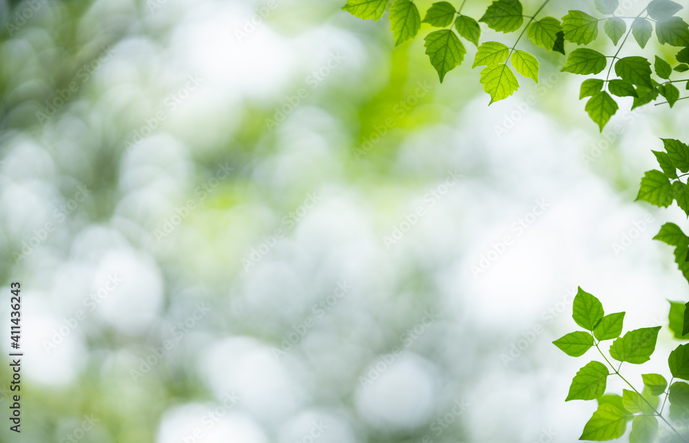 Nature of green leaf in garden at summer. Natural green leaves plants using as spring background cover page greenery environment ecology wallpaper Nature of green leaf in garden at summer. Natural green leaves plants using as spring background cover page greenery environment ecology wallpaper