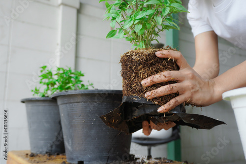 Planting basil, or Ocimum basilicum, with both hands, of female, 25 to 30 years old, grasping the roots of the dietary fiber in the soil, preparing it in a black pot, for breeding, propagate, break.