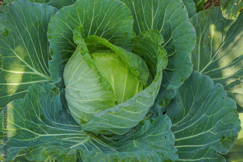 Close up top view of Cabbage in the garden.