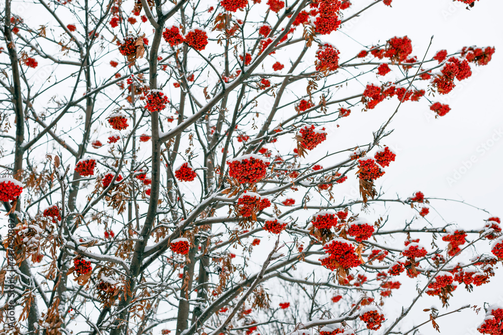 Red mountain ash berries covered in snow Red mountain ash berries covered in snow