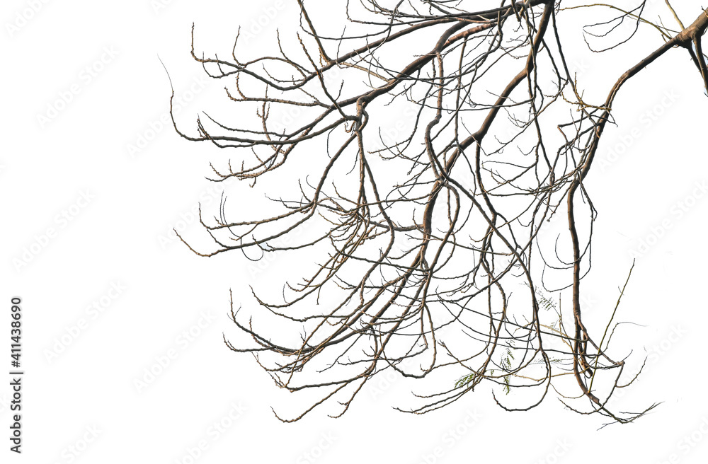 Branch of tree isolated white background