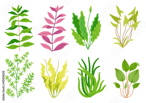 Cute cartoon aquarium seaweeds set. Flat style Illustrations for children. Collection of underwater planting, wildlife nature