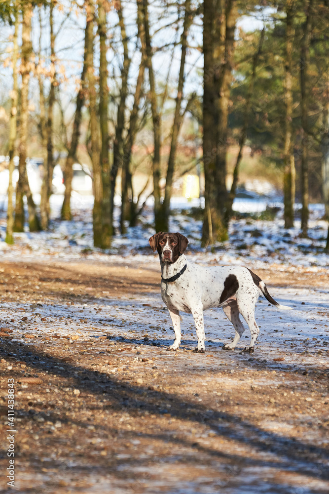Old danish pointer dog standing on path in the forest Old danish pointer dog standing on path in the forest