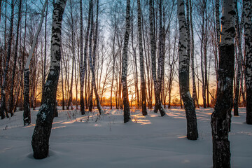 Fotobehang Berkenbos Zonsopkomst in besneeuwd berkenbos  © Yaroslav