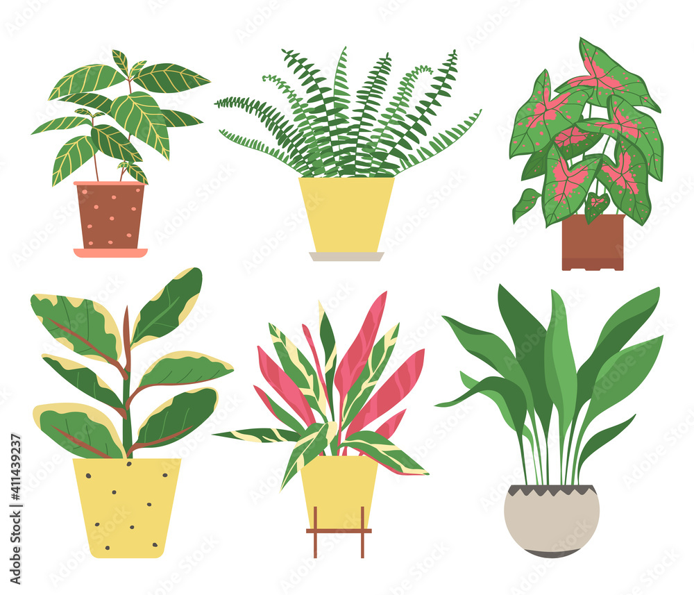 Fototapeta Set of home plants isolated on a white background. Collection of indoor plants in pots. Home decor. Vector illustration in flat style.