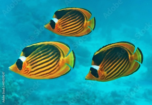 Three Diagonal (raccoon) butterfly fish in the blue sea water (Chaetodon fasciatus). Beautiful scene of coral reef.