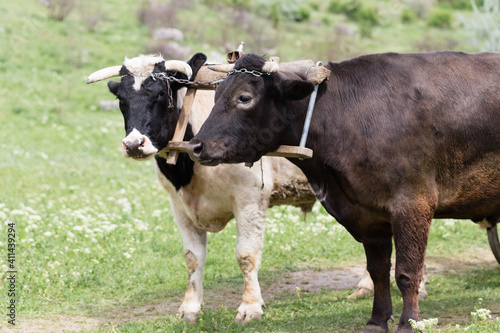 Pair of bulls in a wooden yoke.