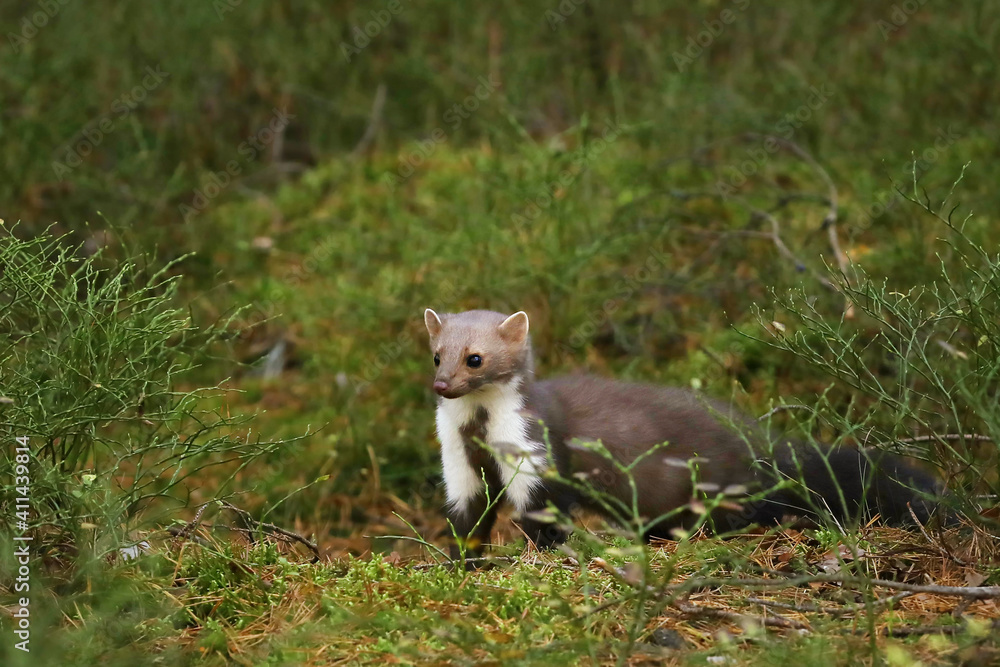 Beech marten, small opportunistic predator in nature habitat. Stone marten, Martes foina, in typical european forest enviroment. Czech republic. Beech marten, small opportunistic predator in nature habitat. Stone marten, Martes foina, in typical european forest enviroment. Czech republic.