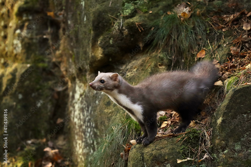 Beech marten, small opportunistic predator in nature habitat. Stone marten, Martes foina, in typical european forest enviroment. Czech republic. Beech marten, small opportunistic predator in nature habitat. Stone marten, Martes foina, in typical european forest enviroment. Czech republic.