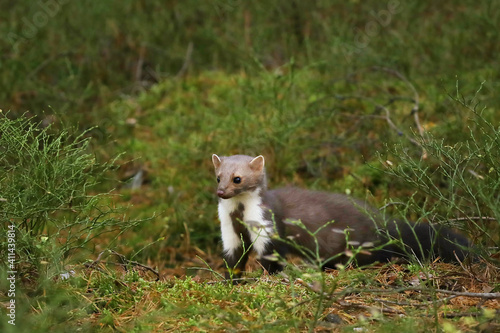 Beech marten, small opportunistic predator in nature habitat. Stone marten, Martes foina, in typical european forest enviroment. Czech republic. © sci