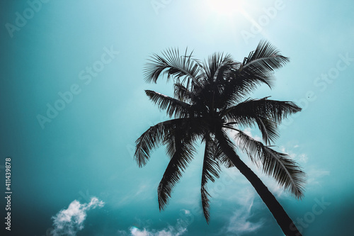 palm tree silhouette © Matilda