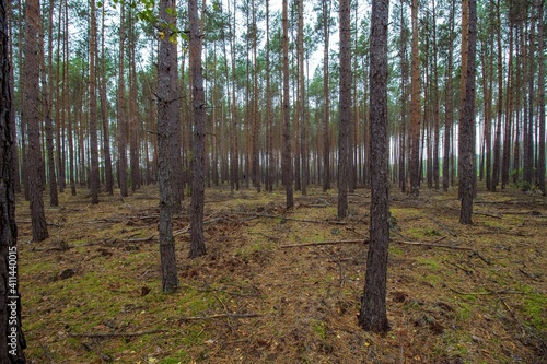 Jesienny obraz lasu