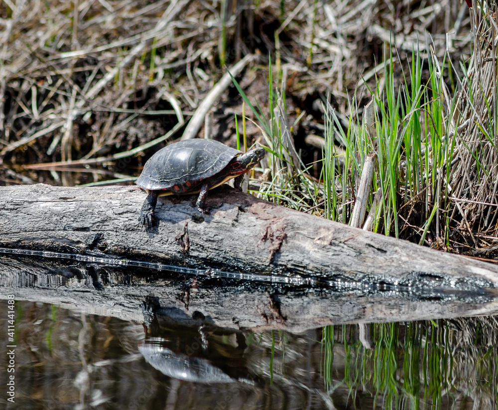 Obraz premium Turtle warming under the sun by the lake