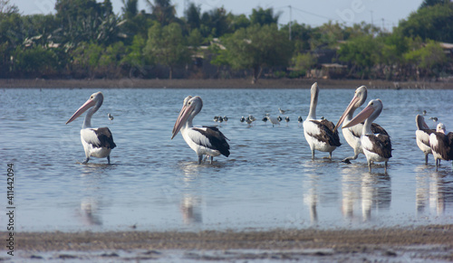 pelicans on the water in the morning time, Dili Timor Leste © Sigitpramono