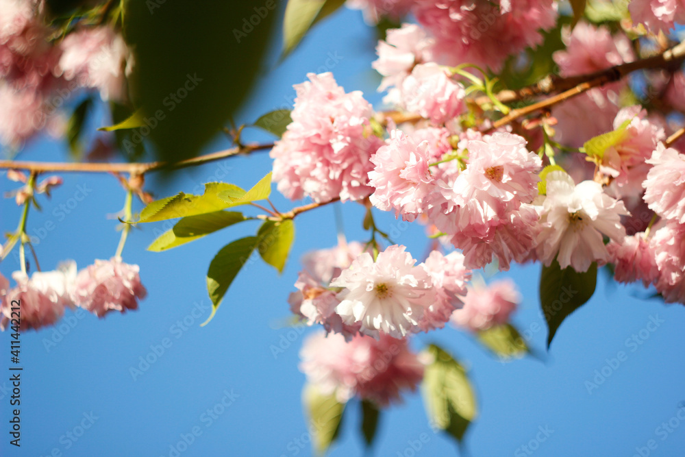 Bright colorful spring pink sakura flowers. Cherry blossoms on sunny day on blue sky background. Beauty of nature. Spring, youth, growth concept.
