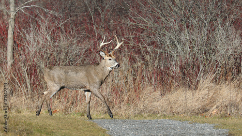 Canvas Print White tail Buck