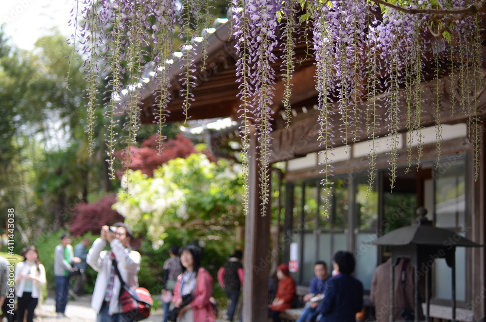 Obraz premium 神山町神光寺ののぼり藤