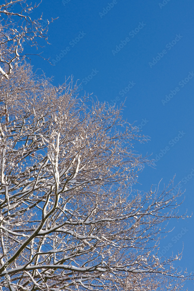 snowy winter tree