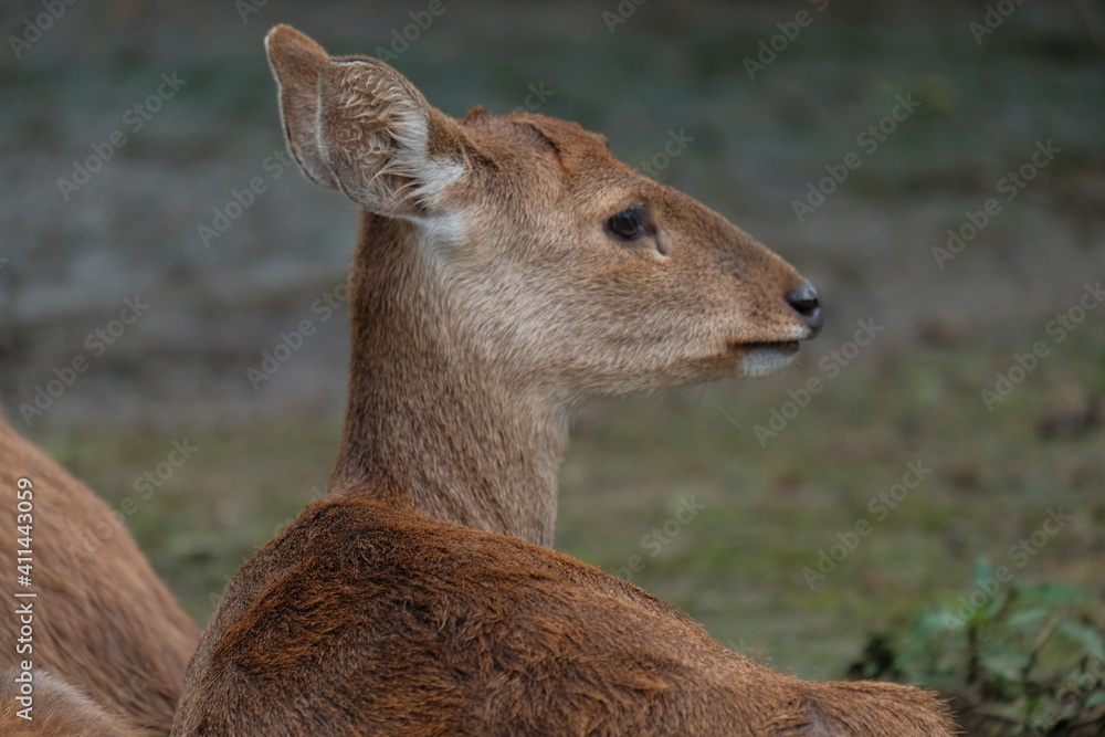 Fototapeta premium deer in the forest