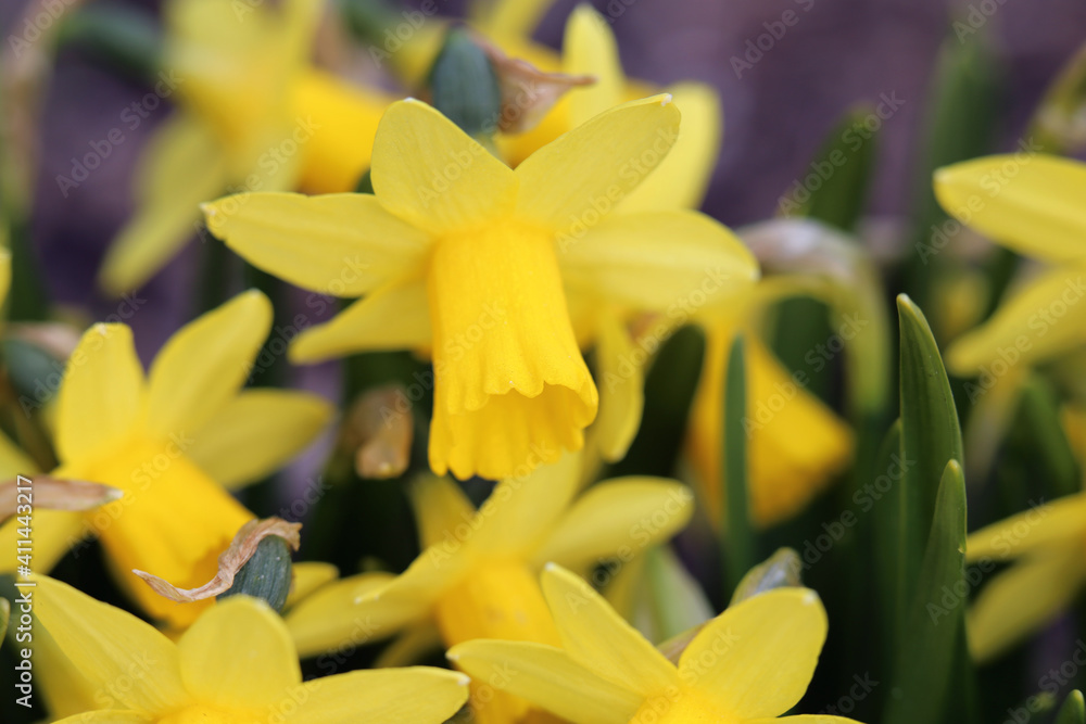 Yellow daffodil / narcissus flowers in a closeup photo with green leaves in the background. Daffodils are perfect flowers for Easter / spring. Joyful and happy color with a beautiful and unique shape. Yellow daffodil / narcissus flowers in a closeup photo with green leaves in the background. Daffodils are perfect flowers for Easter / spring. Joyful and happy color with a beautiful and unique shape.