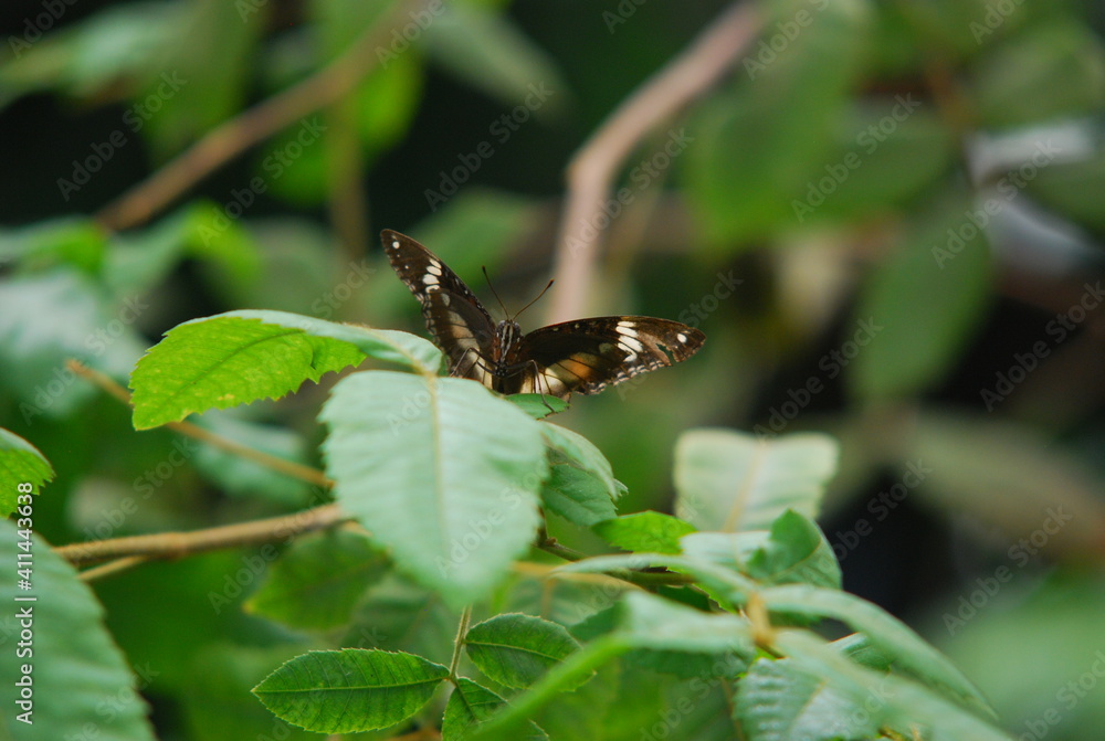 single butterfly sitting on a leaf single butterfly sitting on a leaf
