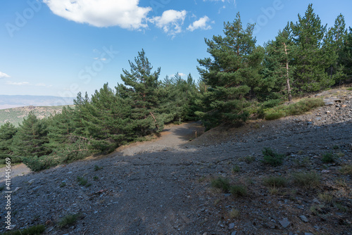 dirt road between a pine forest in Sierra Nevada