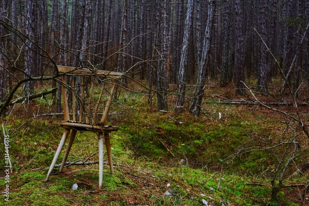 single old chair standing in a pine forest detail single old chair standing in a pine forest detail